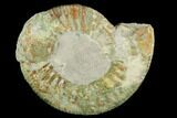 Green Ammonite (Orthosphinctes) Fossil - Germany #125876-1